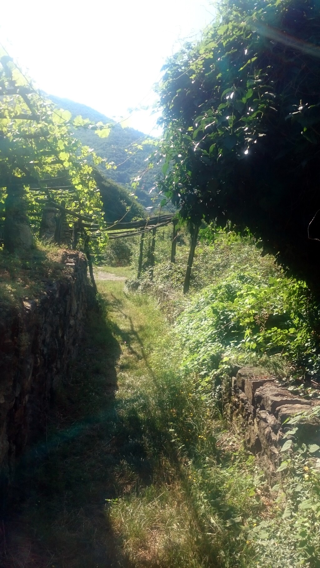 Via francigena 2017