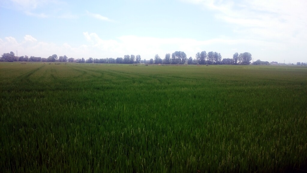 Via francigena 2017