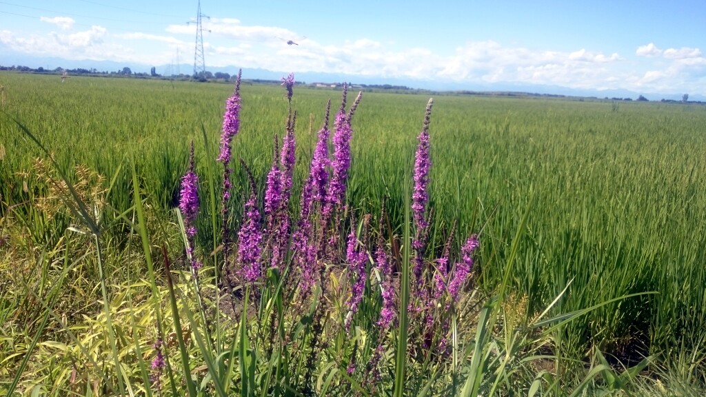 Via francigena 2017