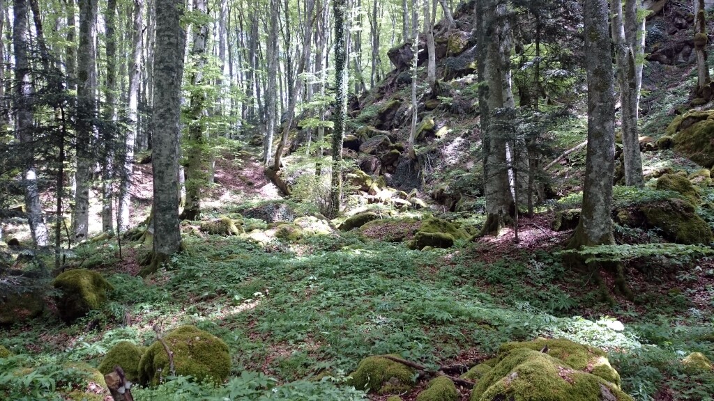 Franziskus Weg