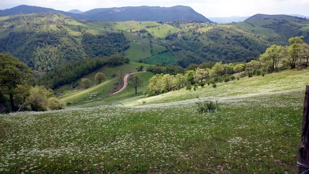 Franziskus Weg