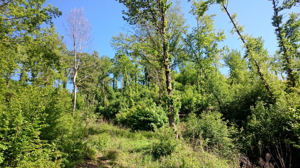 Franziskus Weg
