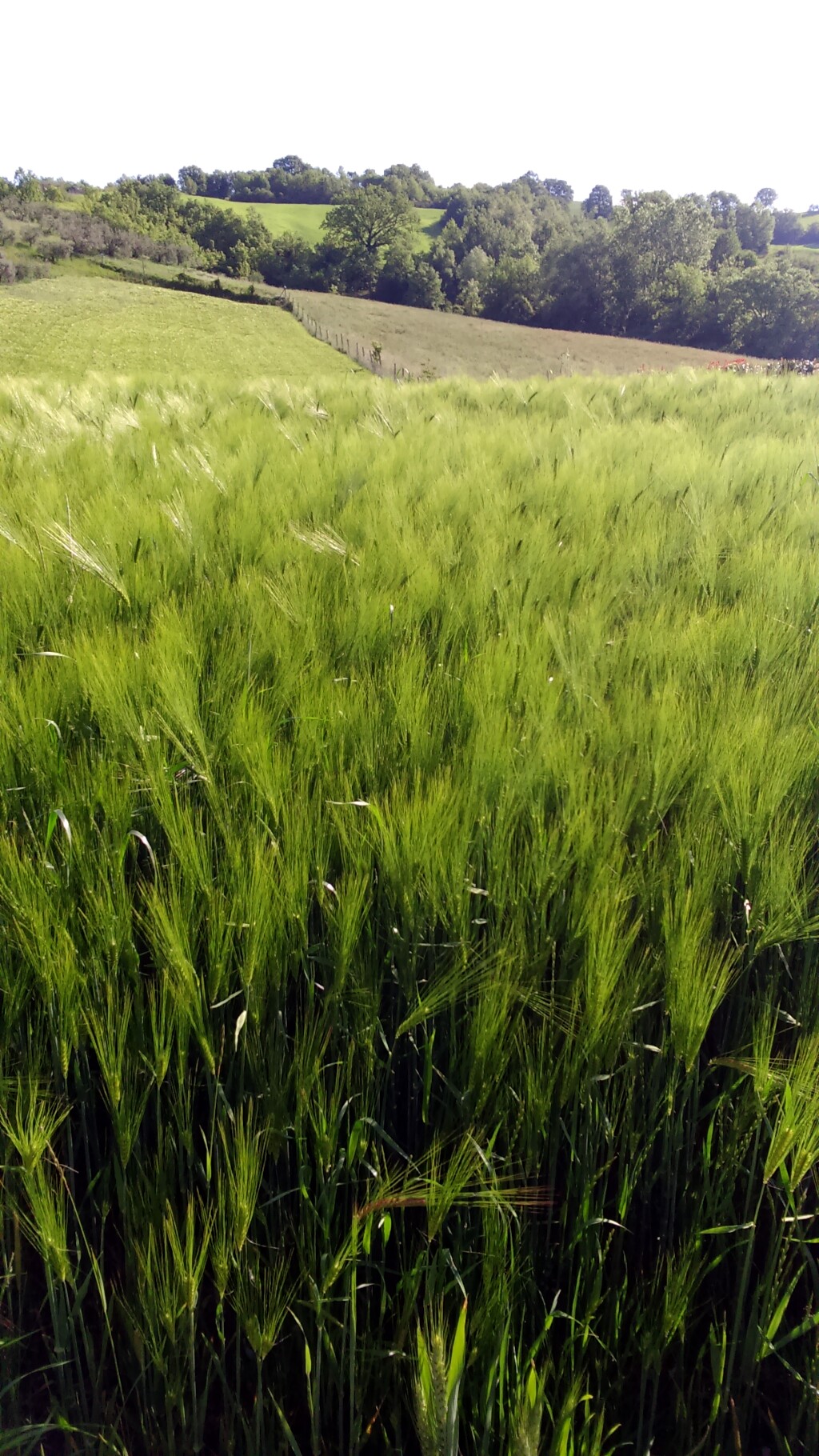 Franziskus Weg