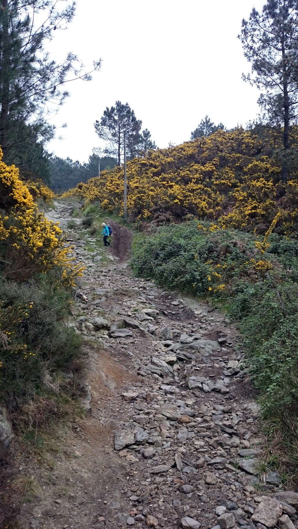 Caminho português