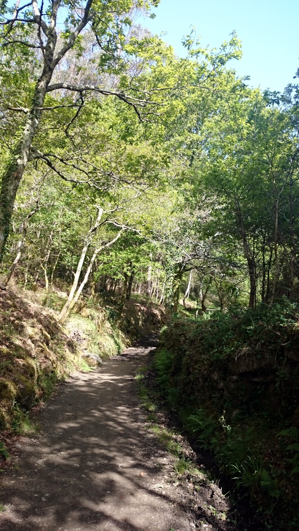 Caminho português