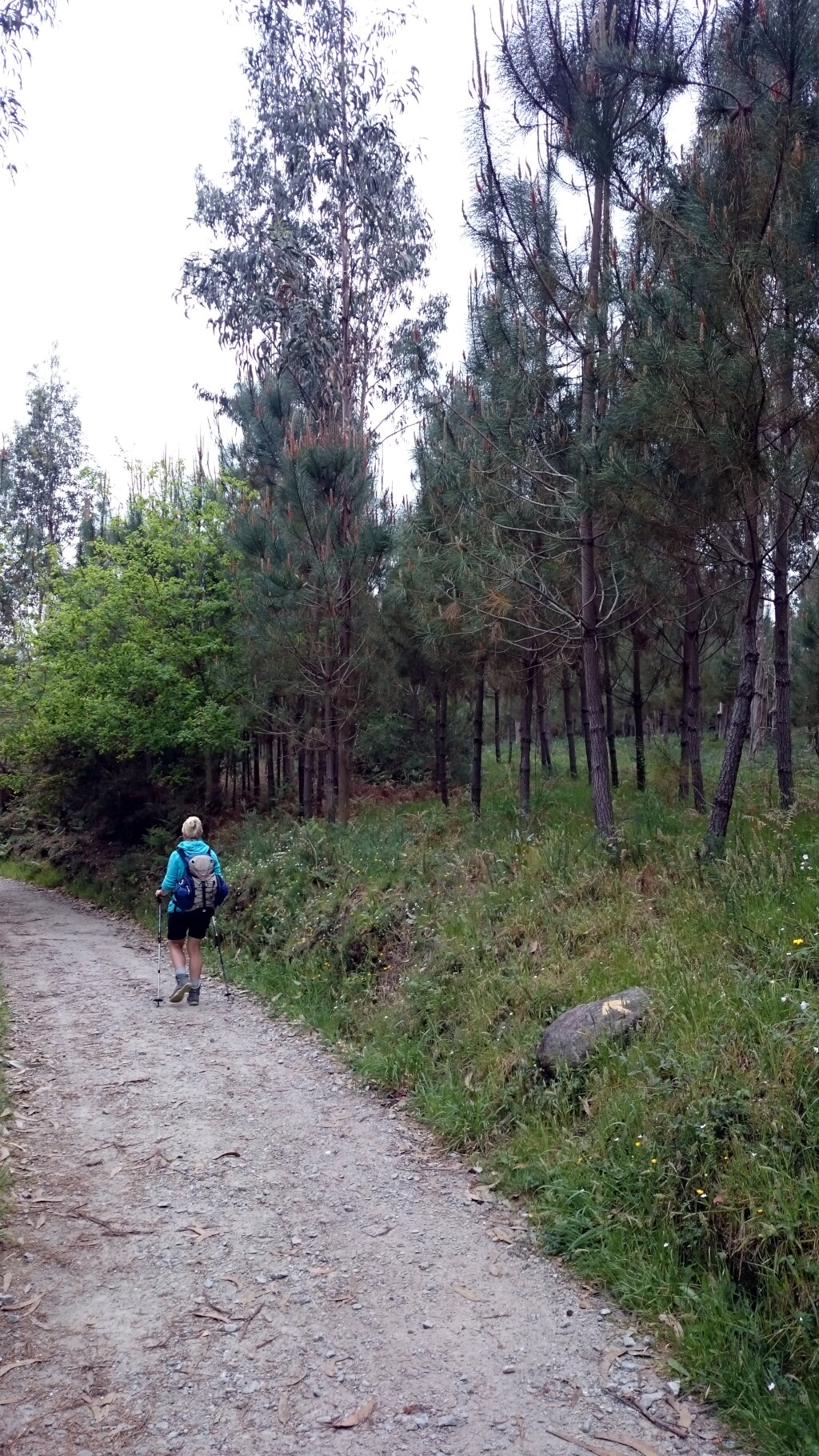 Caminho português