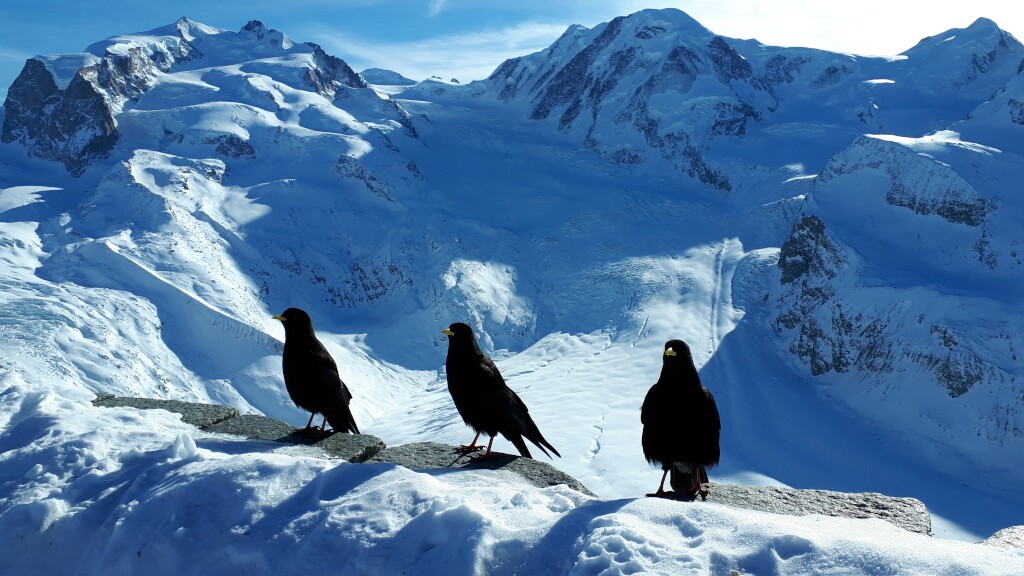 Walliser Alpen
